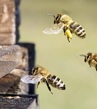 Notfallset bei Insektenallergien: In den Sommermonaten unerlässlich